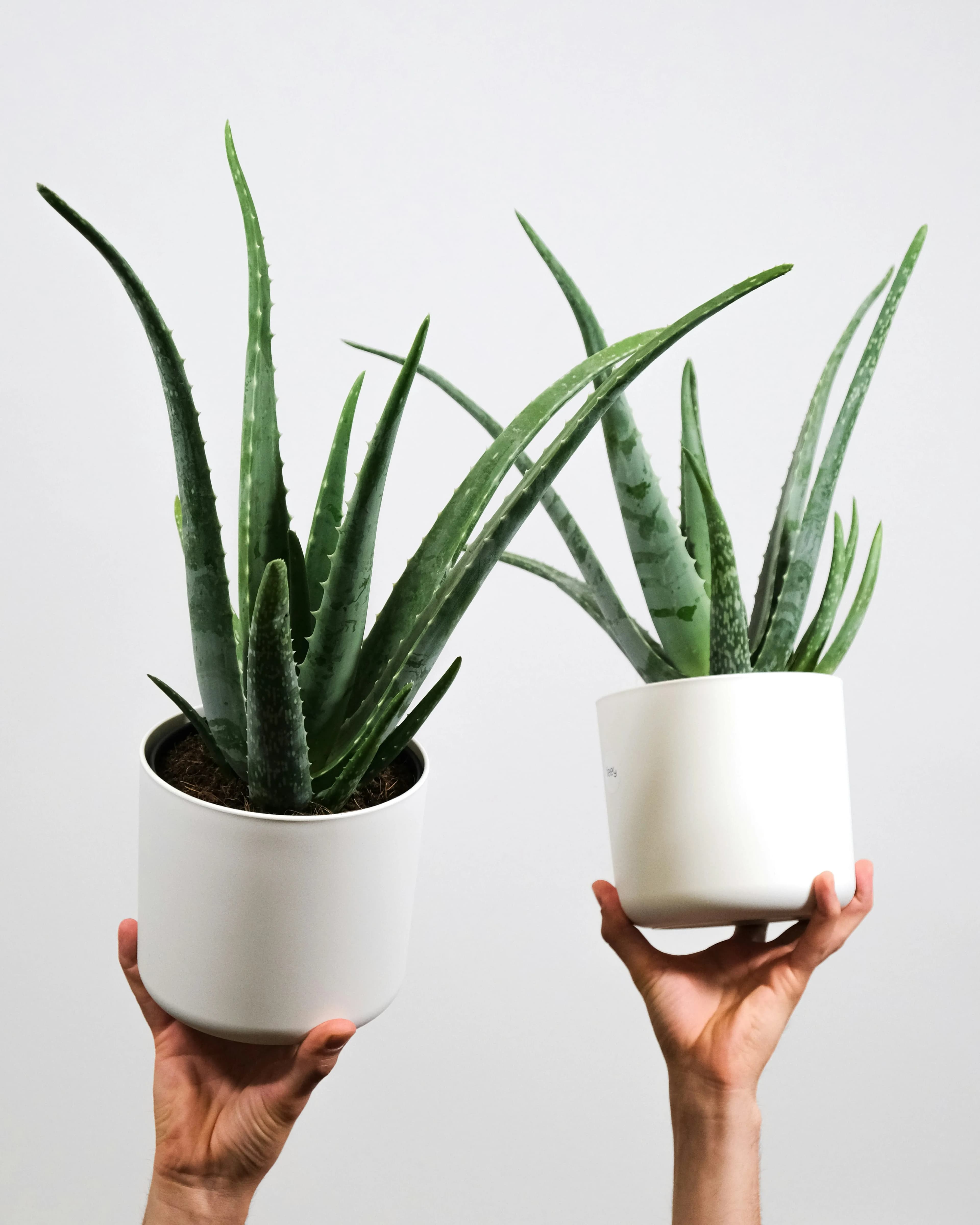 Aloe Vera in a pot, photographed against a neutral background