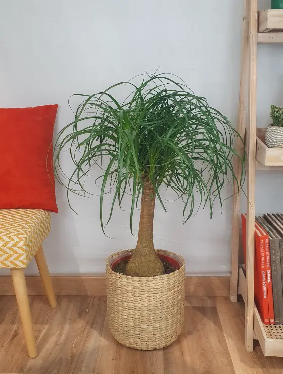 Beaucarnea Recurvata in a pot, photographed against a neutral background