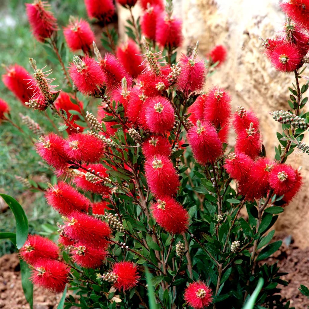Callistemon Laevis — Avec ses fleurs rouges éclatantes en goupillon, le Callistemon est un arbuste australien spectaculaire qui attire oiseau