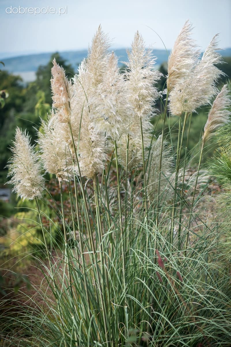Cortaderia Argenteum — With its towering silvery plumes rising above arching clumps of leaves, the Pampas Grass is the most spectacular ornamen