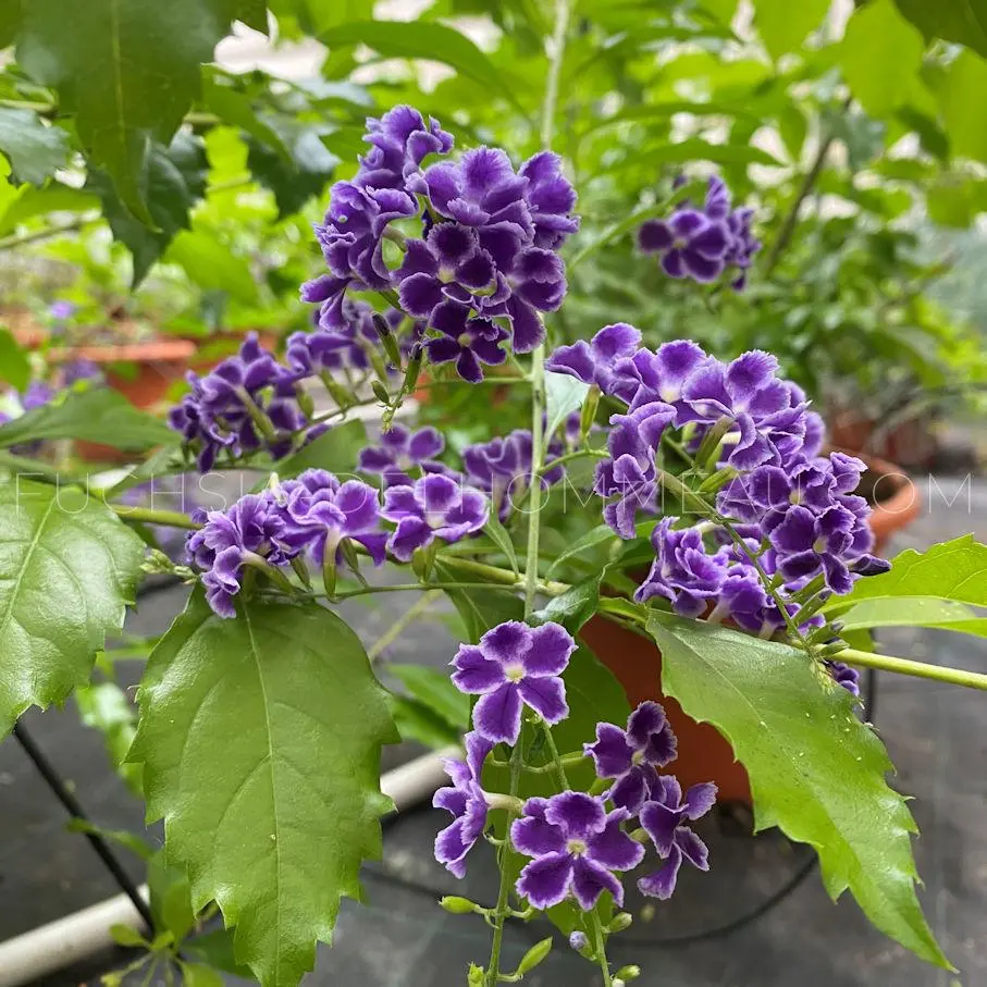 Duranta Repens — Avec ses grappes de petites fleurs bleues ou violettes et ses baies orangées décoratifs, la Duranta est un arbuste tropi