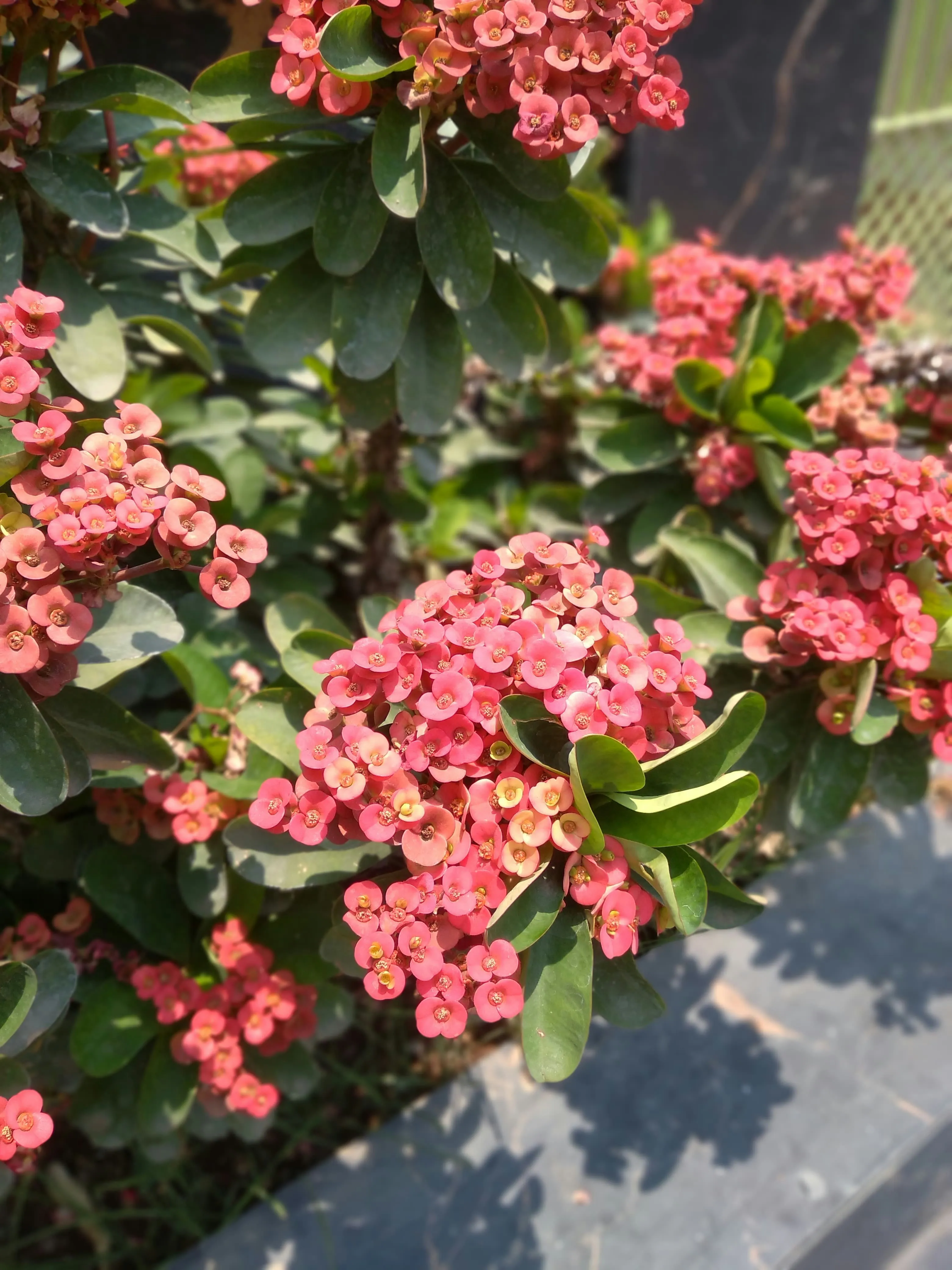 Euphorbia Milii — Also known as the crown of thorns, the Euphorbia Milii pairs thorny stems with small, vivid flowers that bloom nearly al