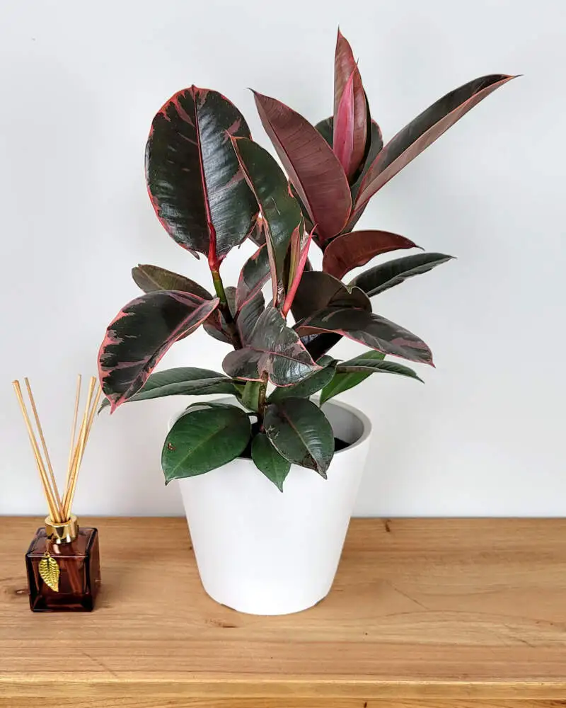 Ficus Elastica 'Ruby' — With its broad glossy leaves marbled in pink, red, and cream, the Ficus elastica 'Ruby' is one of the most elegant and r