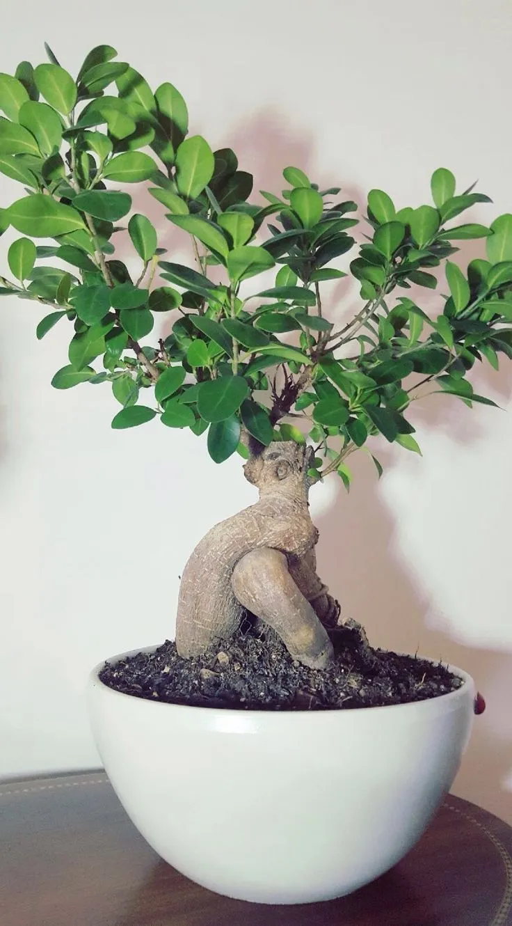 Ficus Ginseng — With its spectacular swollen trunk and small crown of glossy leaves, the Ficus Ginseng is an elegant indoor bonsai that'