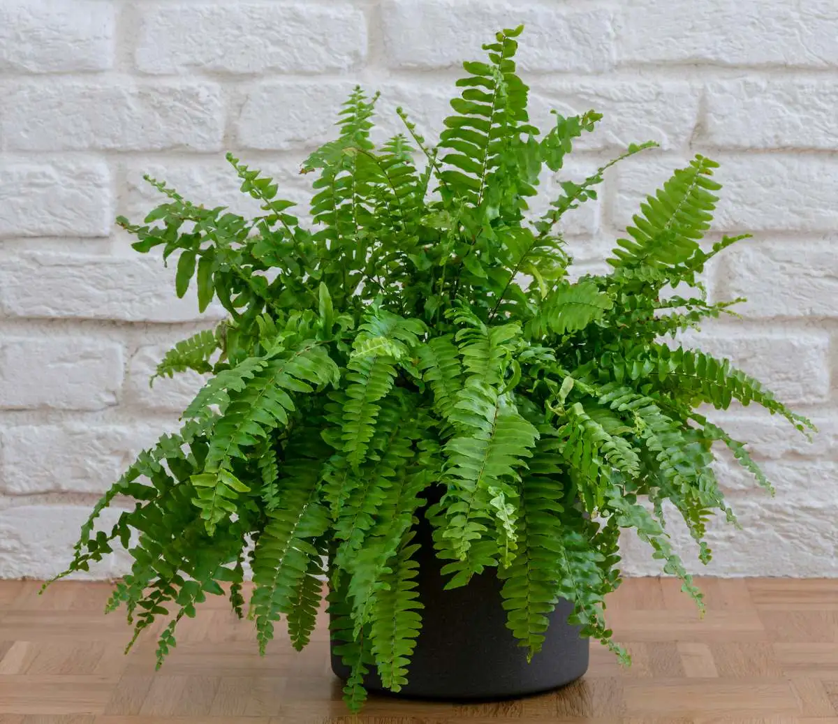 Fougère — With its delicate feathery fronds arching gracefully, the Fern is one of the oldest plants on Earth and among the softes