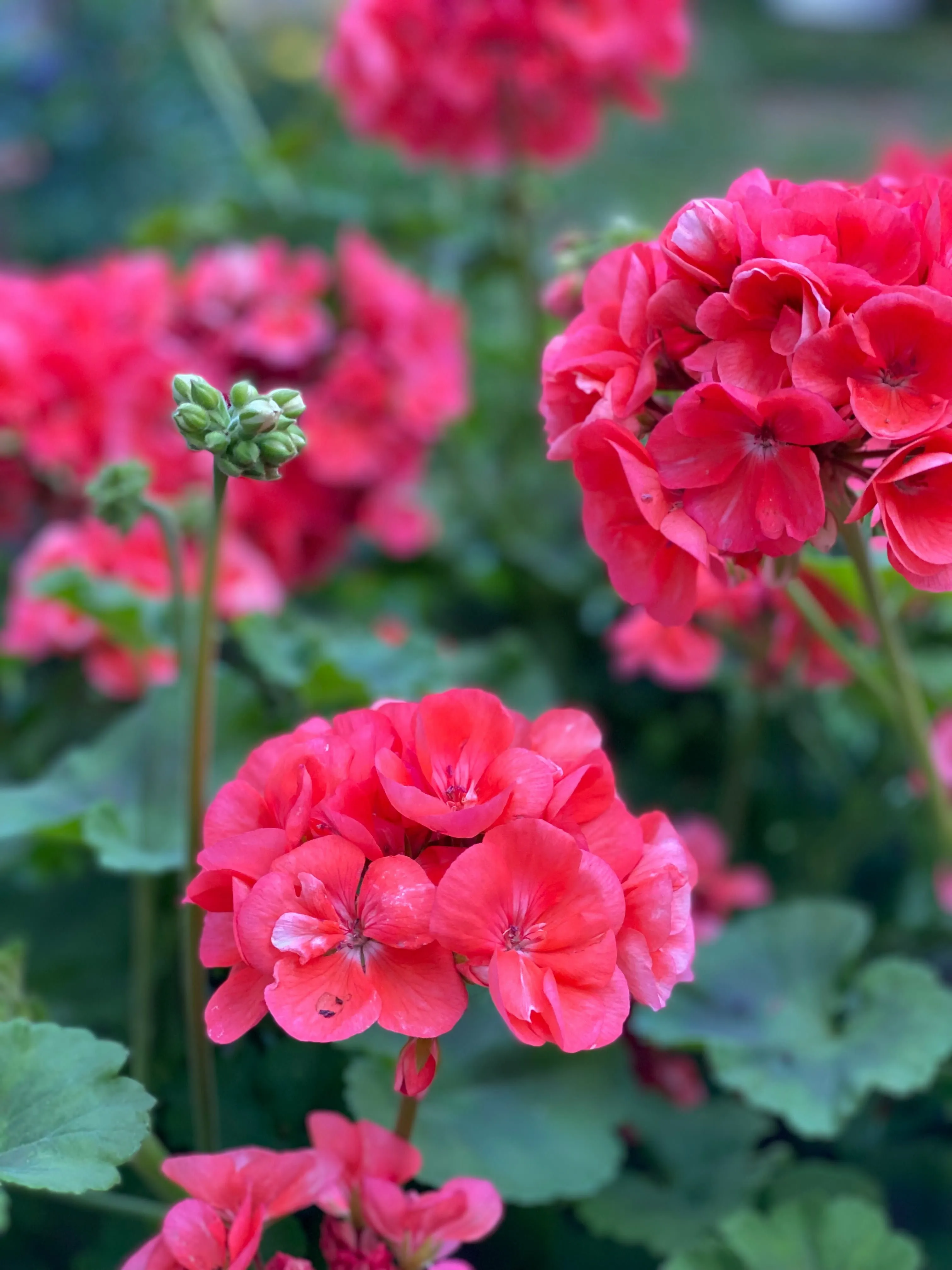 Geranium in a pot, photographed against a neutral background