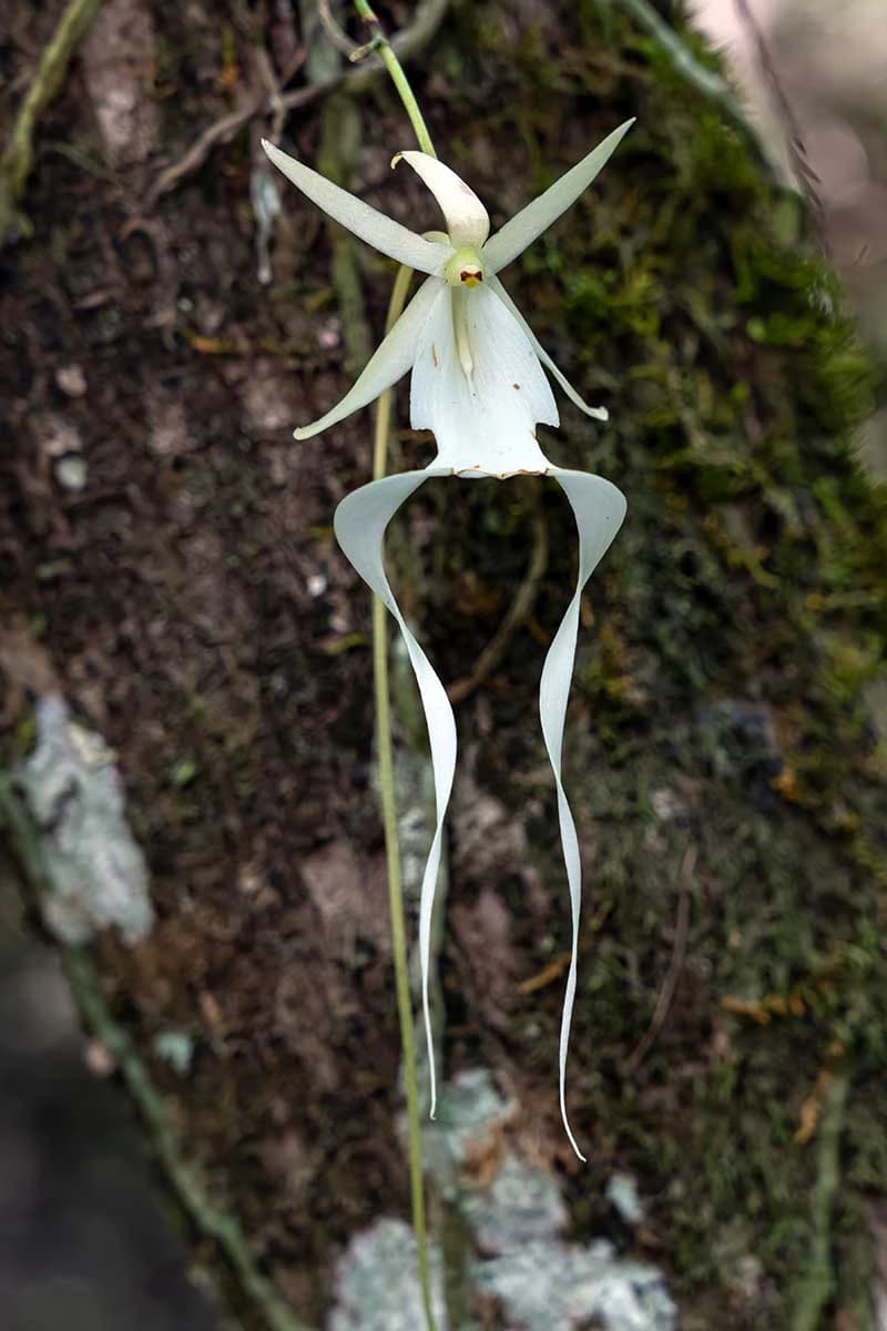 Ghost Orchid — Énigmatique et sans feuilles, l'Orchidée Fantôme semble flotter dans les airs — l'une des plantes les plus rares et conv