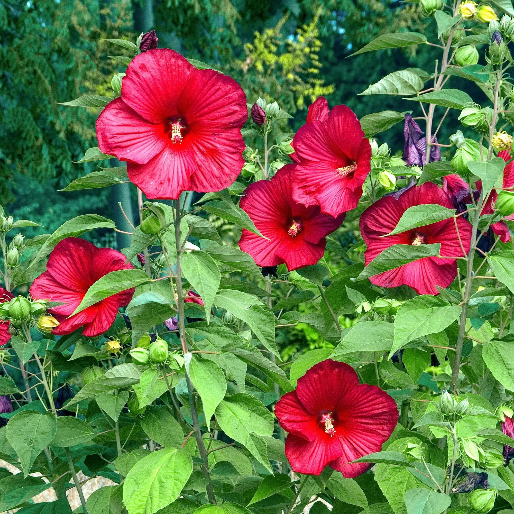 Hibiscus Rouge — Avec ses grandes fleurs rouges éblouissantes, l'Hibiscus rouge est un symbole de beauté tropicale qui illumine jardins e