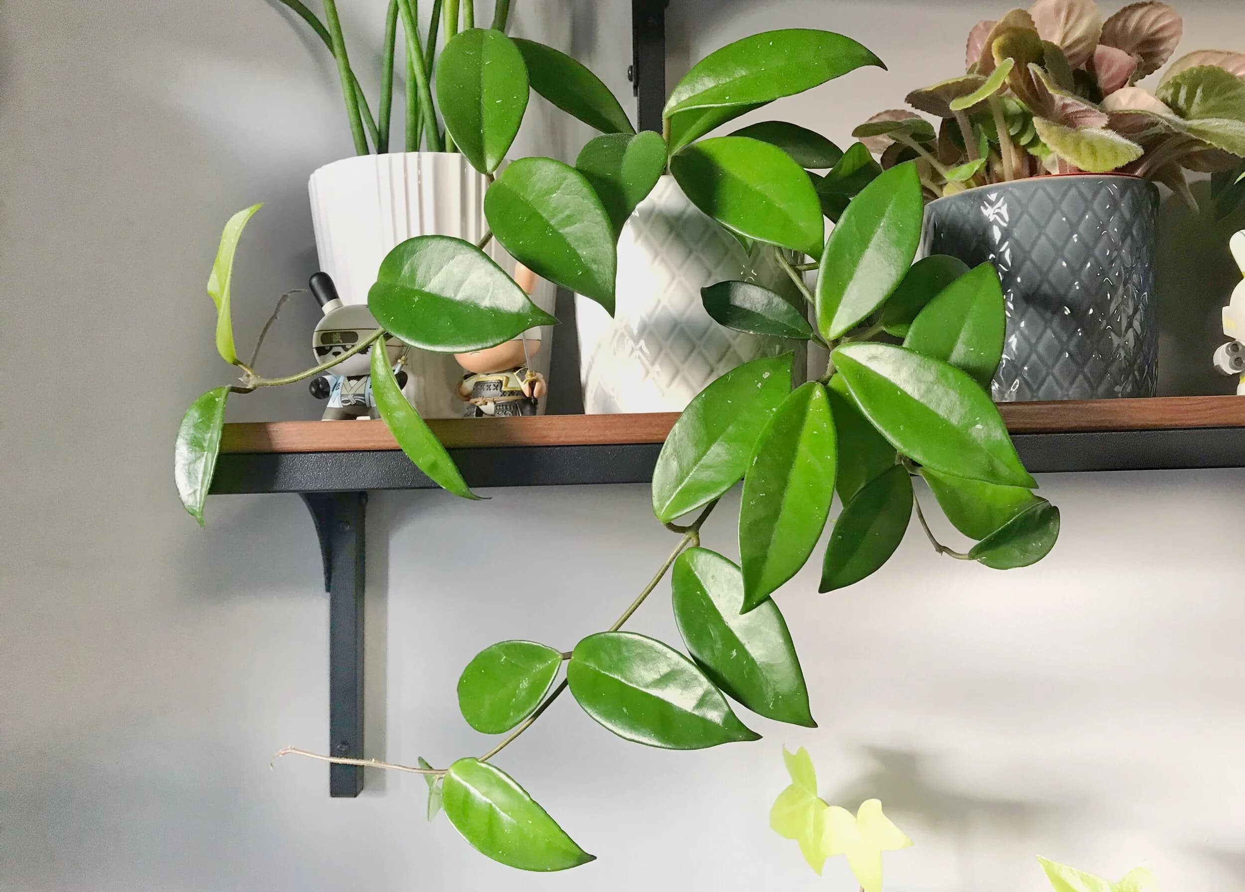 Hoya — Avec ses feuilles cireuses persistantes et ses magnifiques bouquets de petites fleurs en étoile au parfum doux, le Hoya