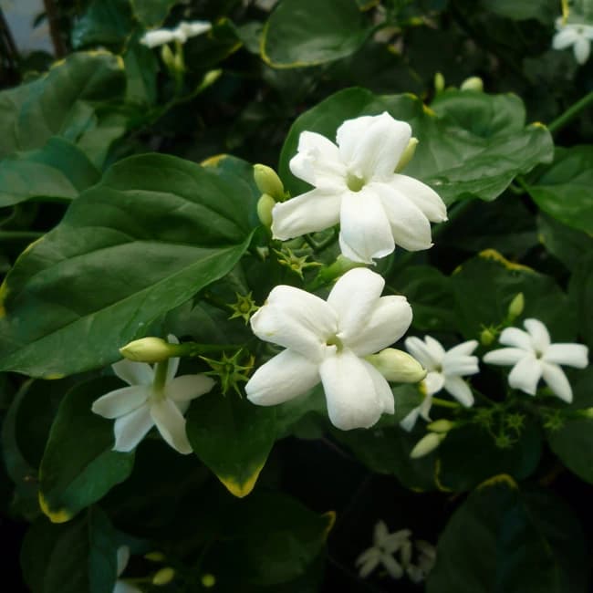 Jasminum Sambac — With its pristine white flowers and one of the most intoxicating fragrances in the plant kingdom, the Jasminum sambac is
