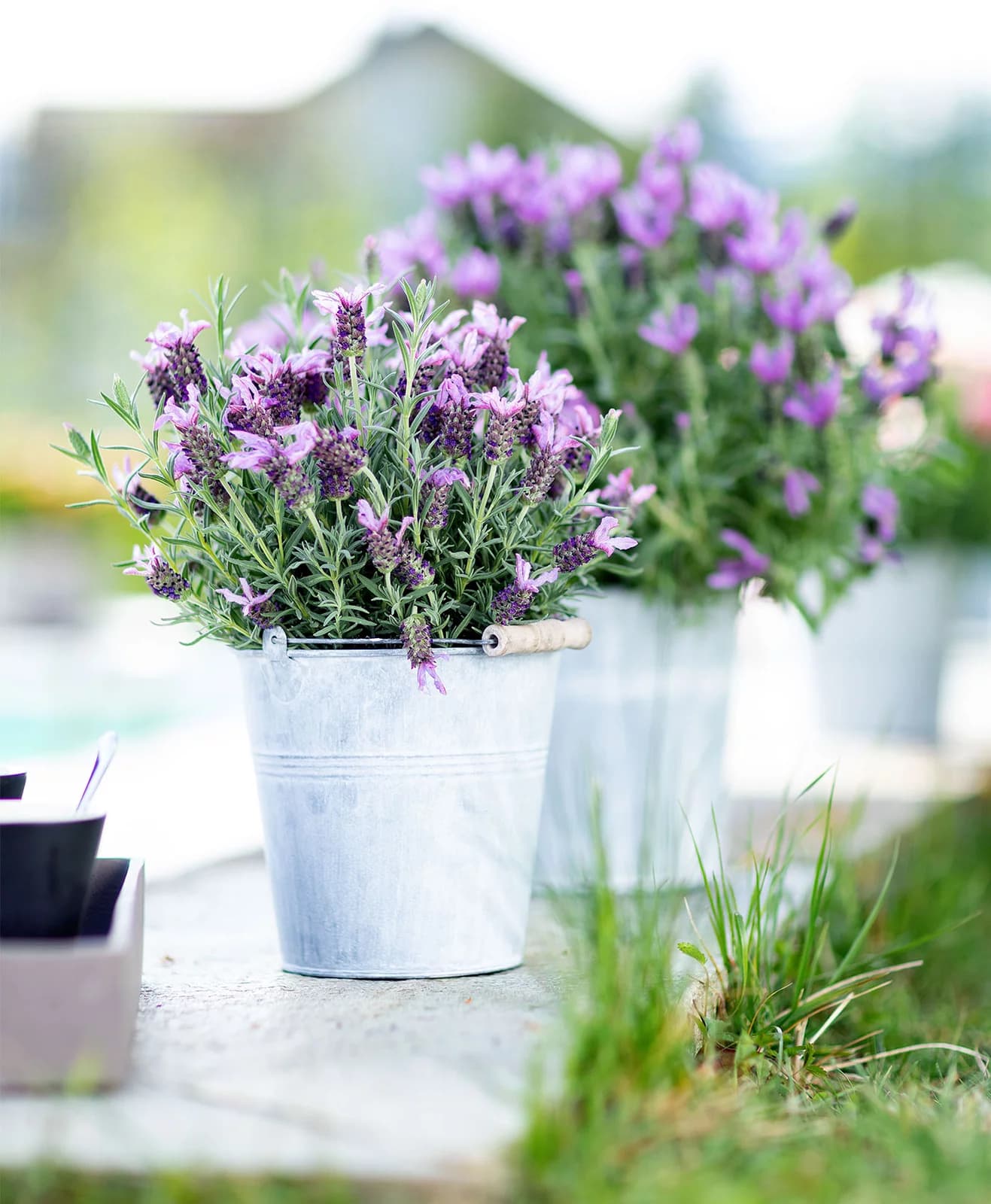 Lavandula — With its fragrant purple spikes and silvery foliage, Lavender pairs serene beauty with a soothing fragrance, an emblem o