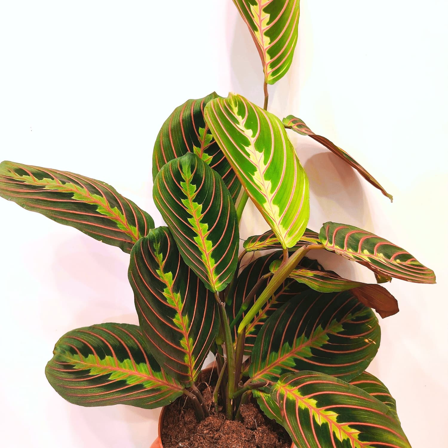 Maranta — Avec ses feuilles ovales ornées de motifs peints en vert, blanc et bordeaux qui se replient la nuit comme des mains en p