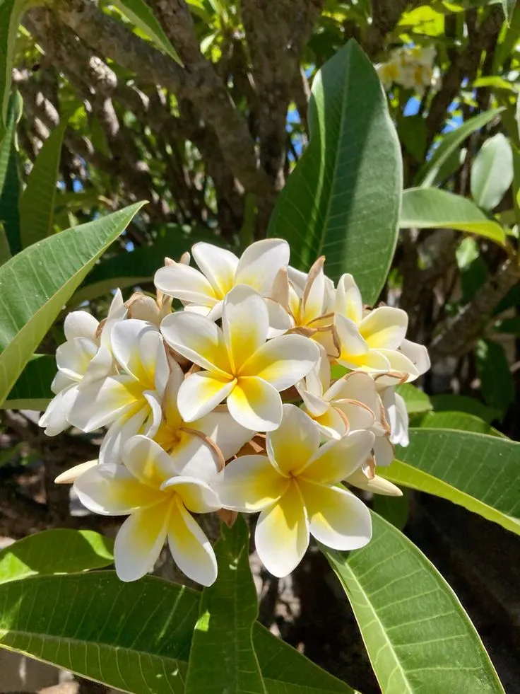 Plumeria — Avec ses fleurs cireuses délicieusement parfumées en jaune, blanc et rose, le Plumeria est l'âme parfumée des tropiques