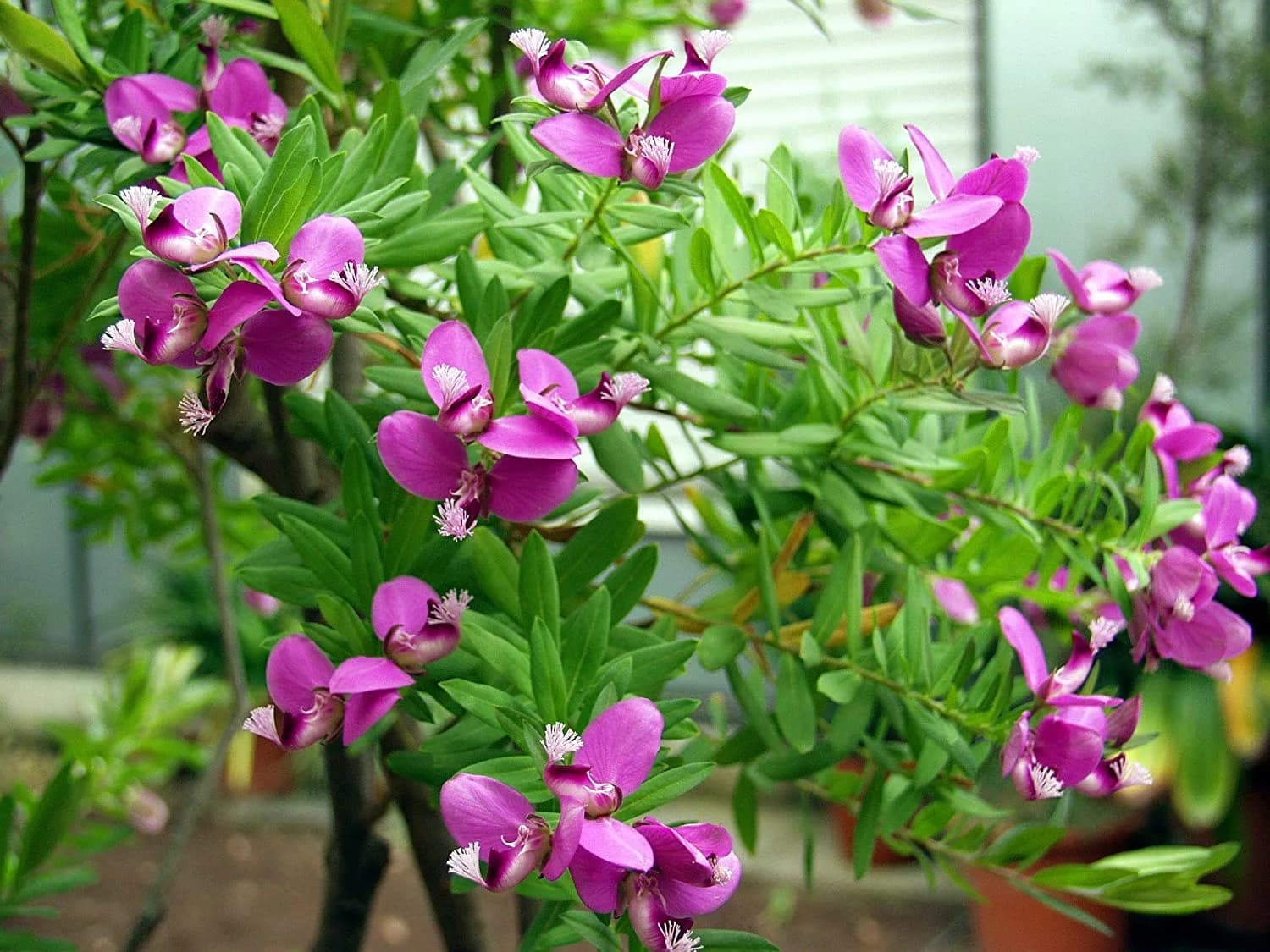 Polygala — With its vivid purple flowers borne almost all year round, the Polygala is a hardy, ever-blooming Mediterranean shrub.