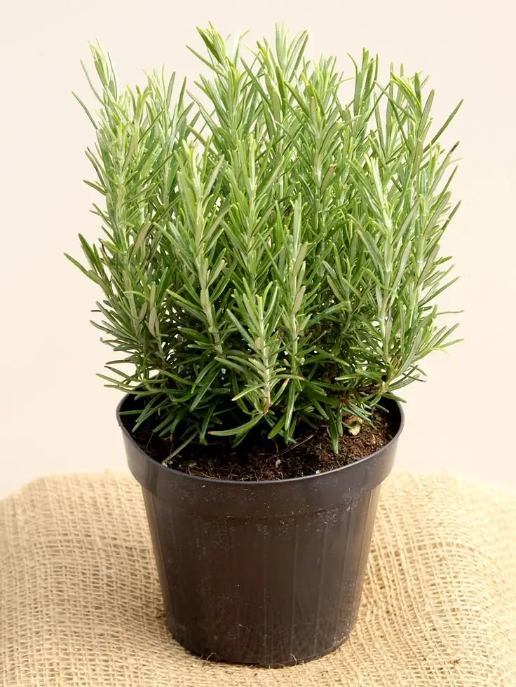 Romarin — With its evergreen aromatic foliage and small blue flowers, Rosemary is a Mediterranean shrub as fragrant as it is usefu