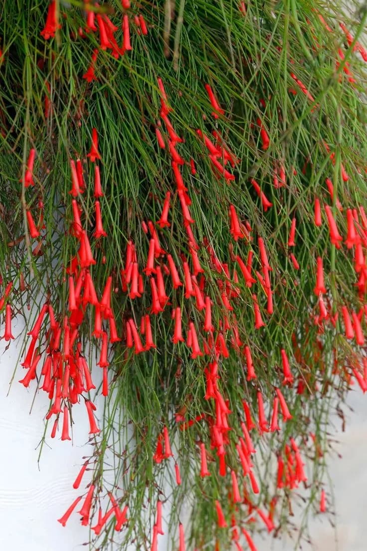 Russelia Equisetiformis — With its fine trailing stems studded with coral-red tubular flowers, the Firecracker Plant forms a spectacular flowering