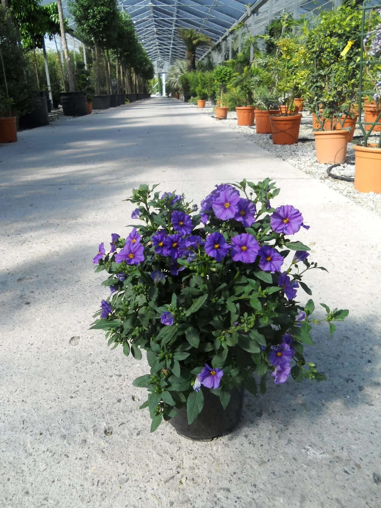 Solanum Rantonnetii — Avec ses petites fleurs étoilées bleu-violet au cœur jaune qui s'épanouissent en cascade tout l'été, le Solanum rantonne