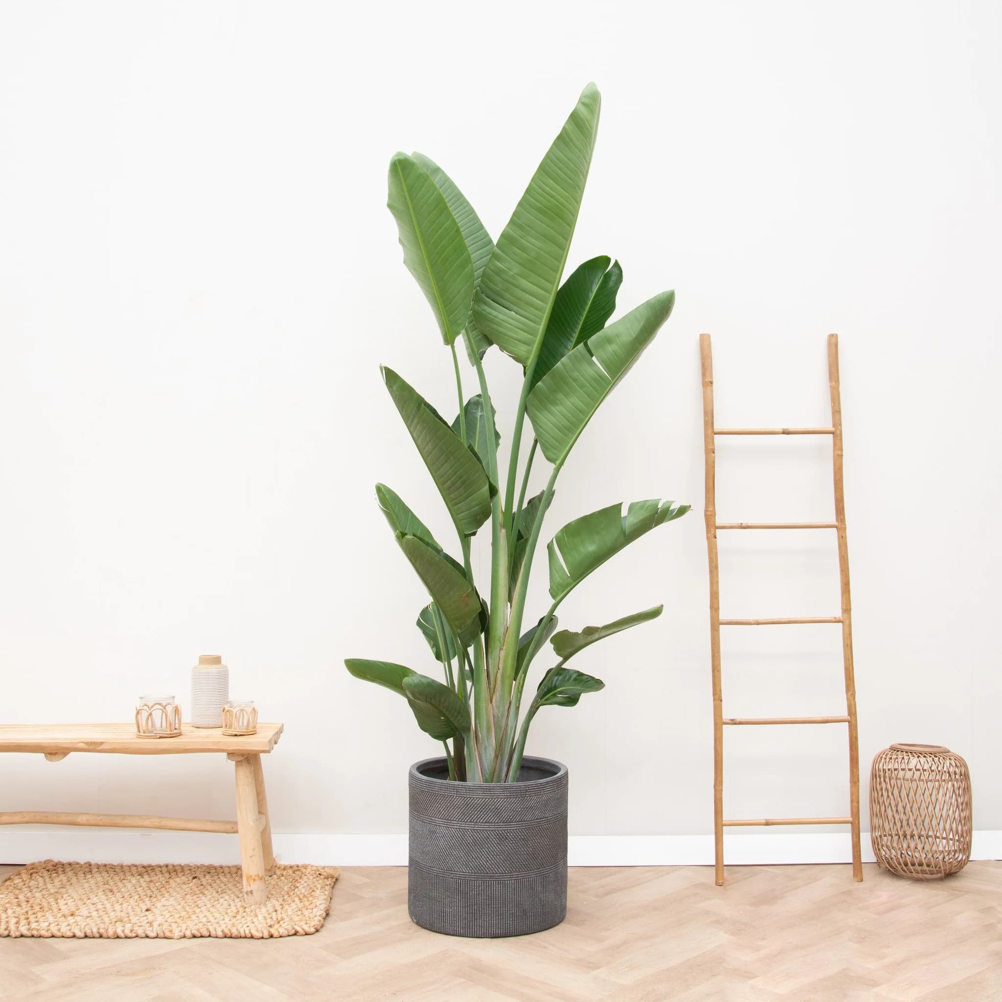 Strelitzia Augusta — Avec ses immenses feuilles en palettes vert sombre portées par de hautes tiges et ses fleurs blanches et bleues sculptur