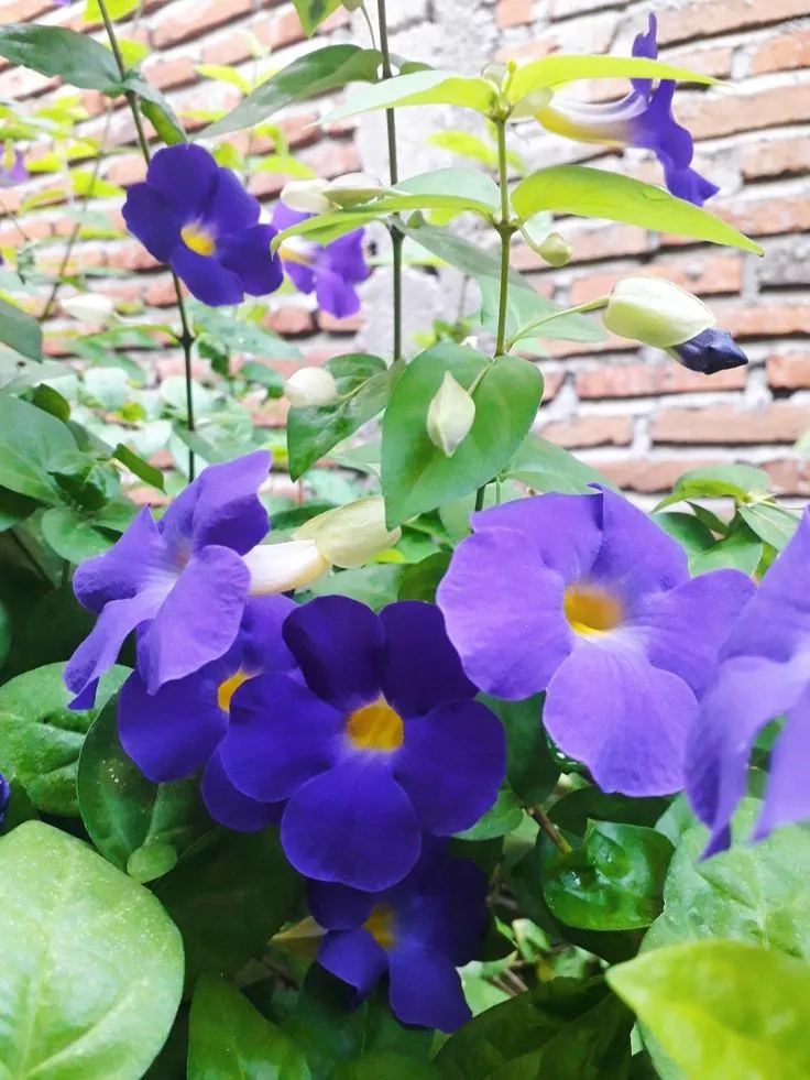 Thunbergia Erecta — Avec ses fleurs trompettes violet profond au cœur doré, la Thunbergia erecta est un arbuste tropical élégant qui fleurit