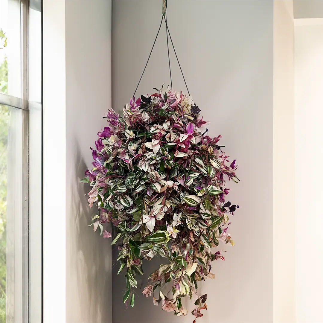Tradescantia — With its trailing foliage striped in purple, silver, and green, the Tradescantia is one of the loveliest and fastest-gro