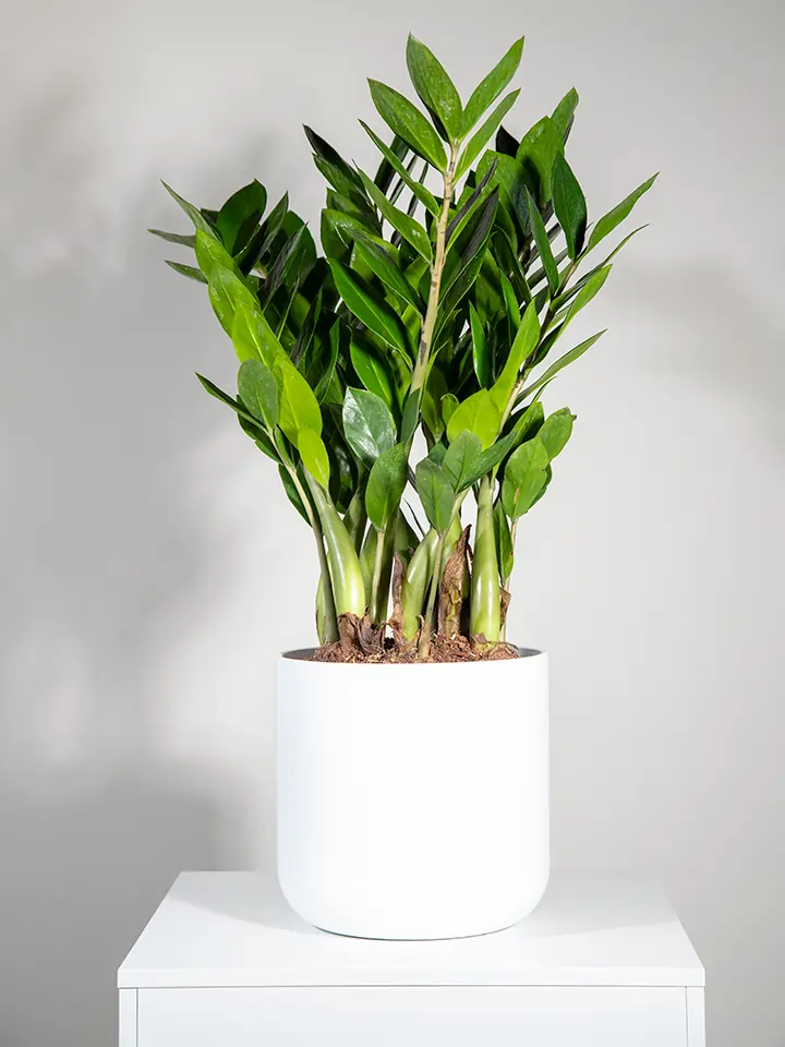 Zamioculcas — With its glossy, dark upright foliage, the ZZ Plant is one of the toughest houseplants of all, thriving where others fai