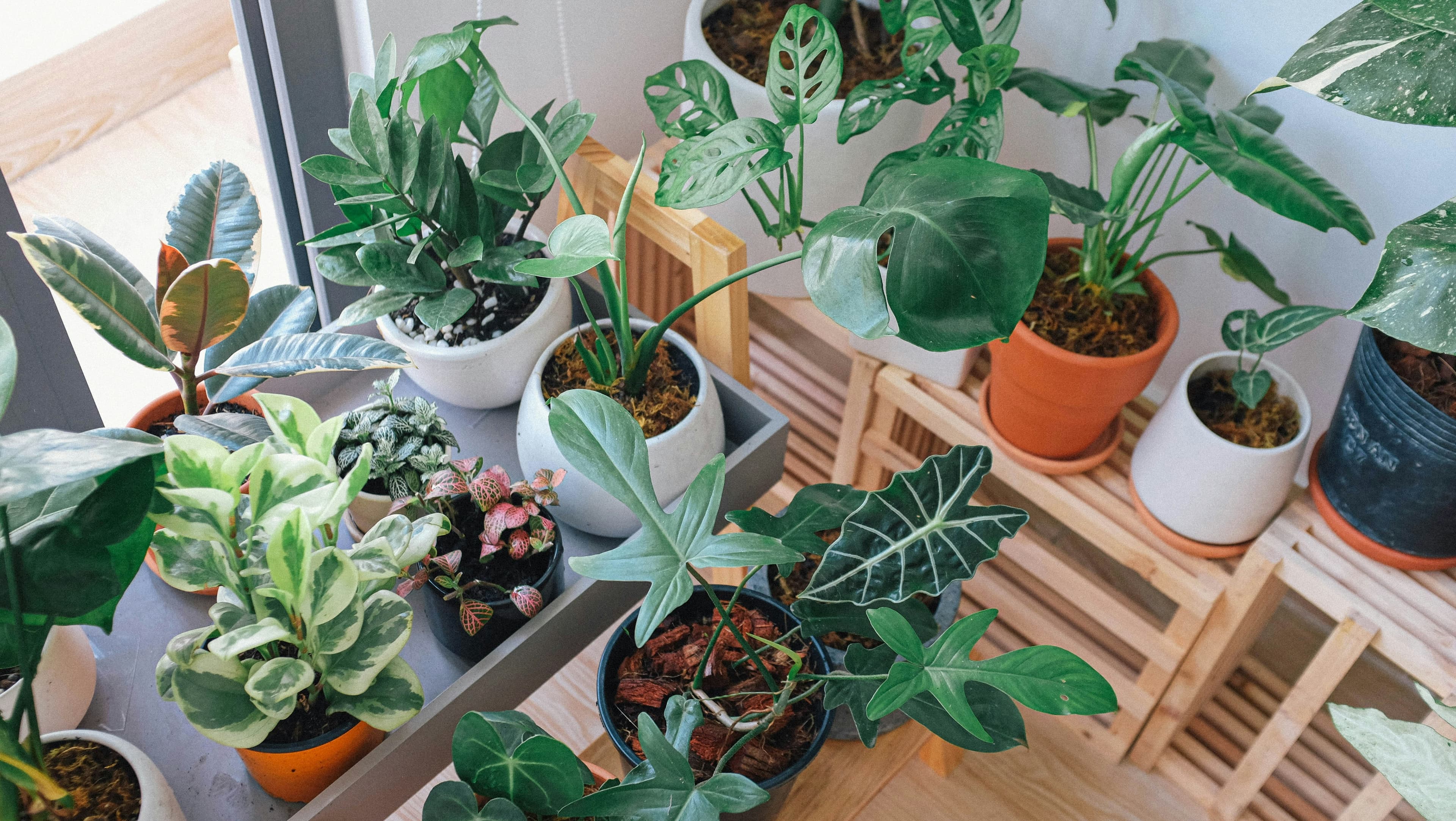 Lush Monstera Deliciosa in a minimalist conservatory with white walls.