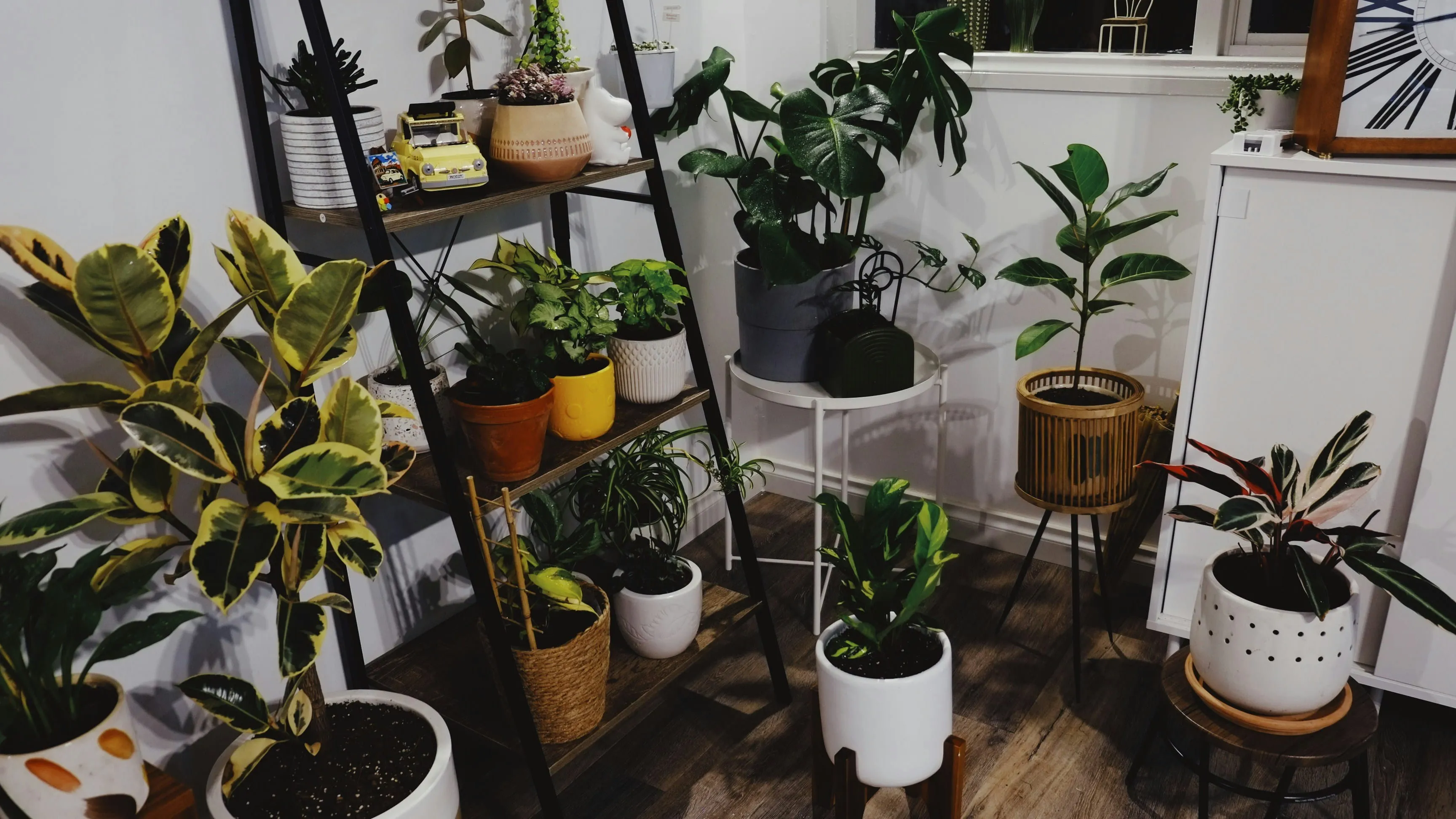 Selection of rare tropical plants in a high-end minimalist interior.
