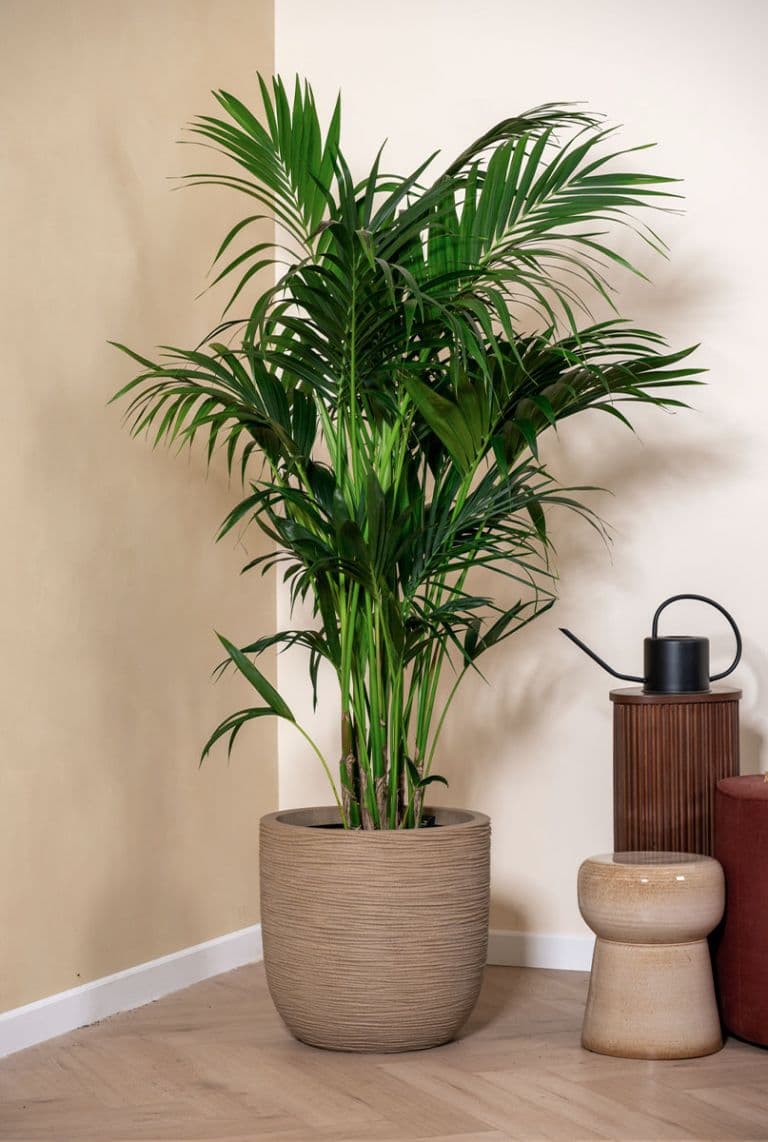 Kentia — The hotel-lobby palm since Victorian times: it tolerates shade, dry air and neglect without losing its poise.