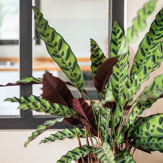 Calathea Crotale — Long wavy leaves marked with alternating dark blotches like snakeskin, purple on the underside.