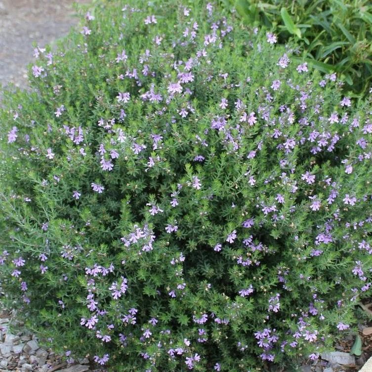 Westringia Fruticosa — Feuillage fin gris-vert et petites fleurs blanc à mauve pâle presque toute l'année : le romarin côtier est la haie litto