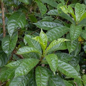 Café Marron — Declared extinct, rediscovered in 1979 by a schoolboy: one surviving shrub, the ancestor of every plant alive today.