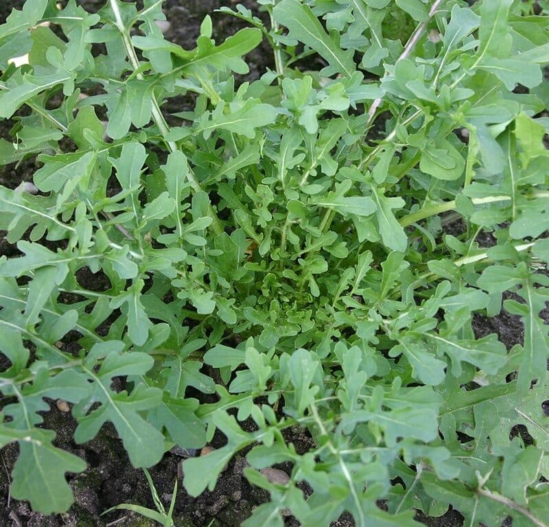 Roquette — Peppery, fast and unkillable: sown in September, it feeds salads through the whole Tunisian winter without asking for an