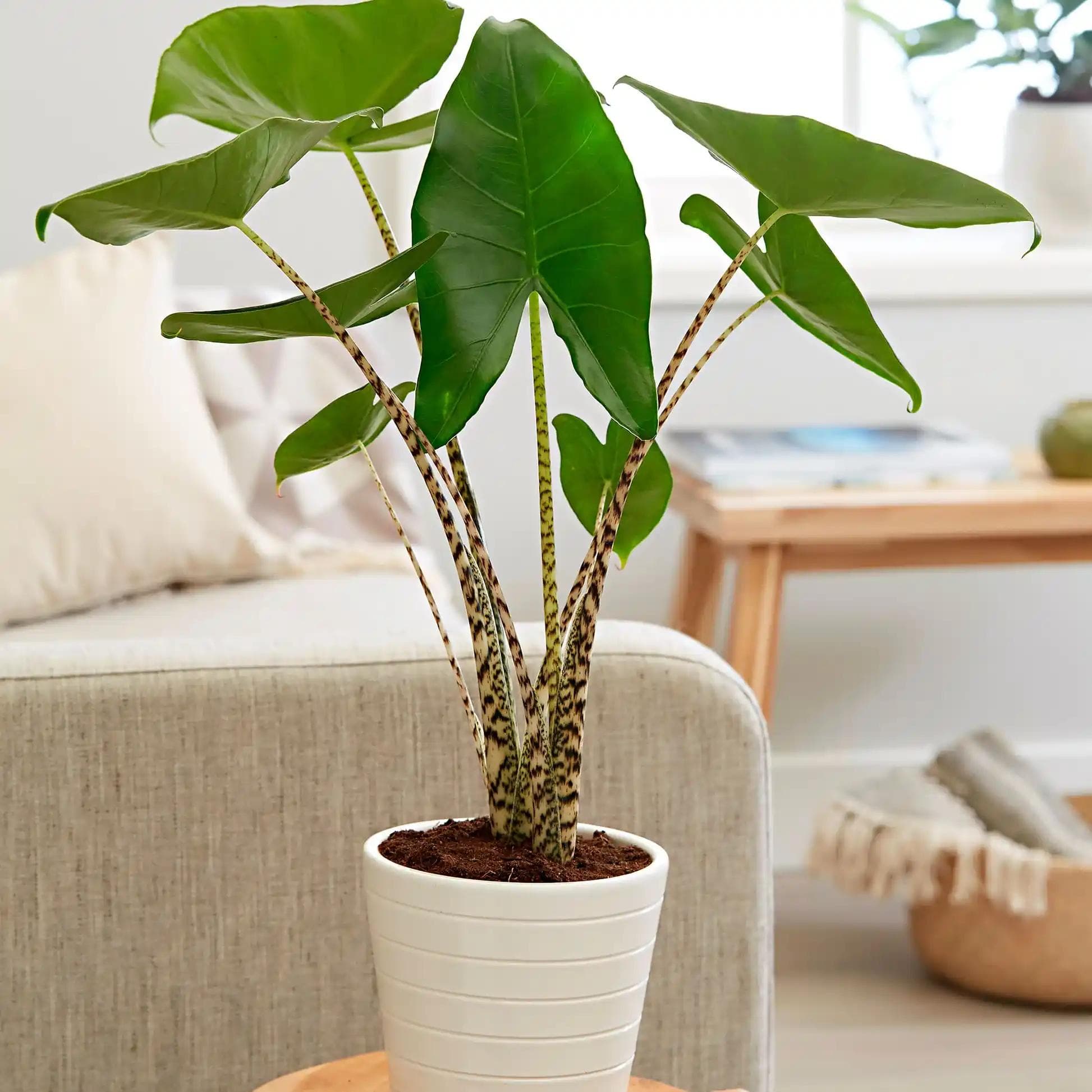 Alocasia Zebrina — The petioles are the show: striped black and cream like zebra legs, carrying lacquered arrowhead leaves.