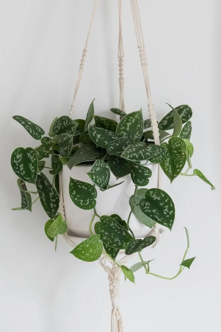 Scindapsus Pictus — With heart-shaped leaves of deep green splashed with satiny silver, the Scindapsus Pictus is the most elegant vine there