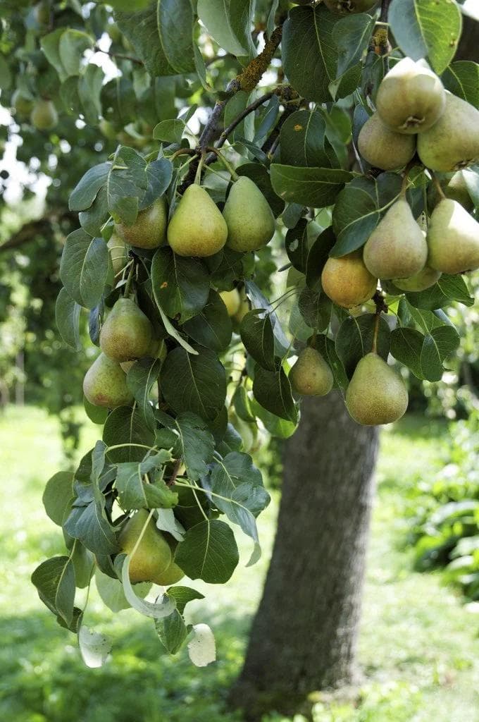 الإجاص — بأزهاره البيضاء الربيعية وثماره الغضّة ذات العطر اللطيف، يُعدّ الإجاص من أرقى الأشجار المثمرة في البساتين التونسية.