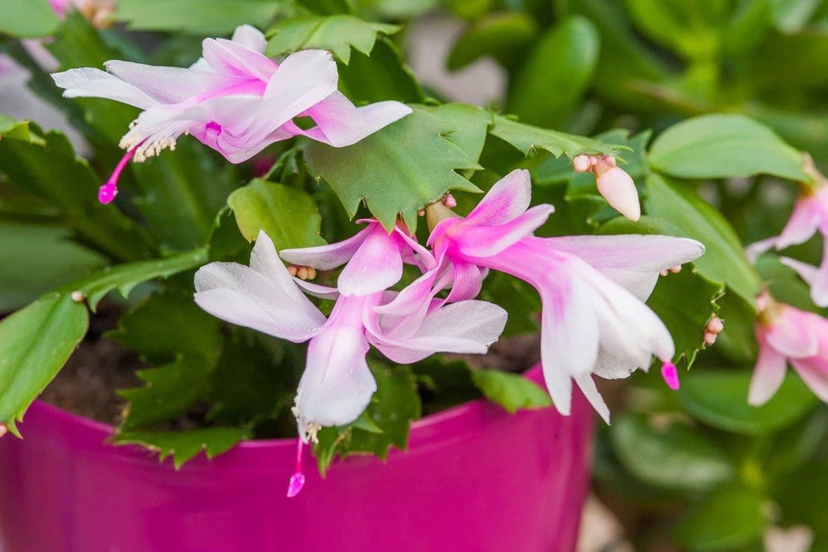 Cactus de Noël — Fuchsia flowers opening in deep winter, on a spineless cactus from the Brazilian mountains.