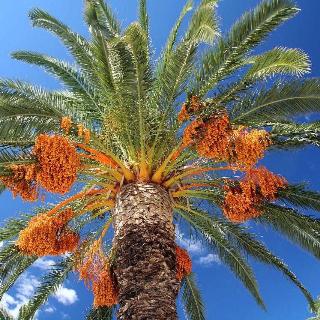 Palmier dattier — With its tall, slender silhouette and bunches of golden dates, the Date Palm is the king of Saharan oases.