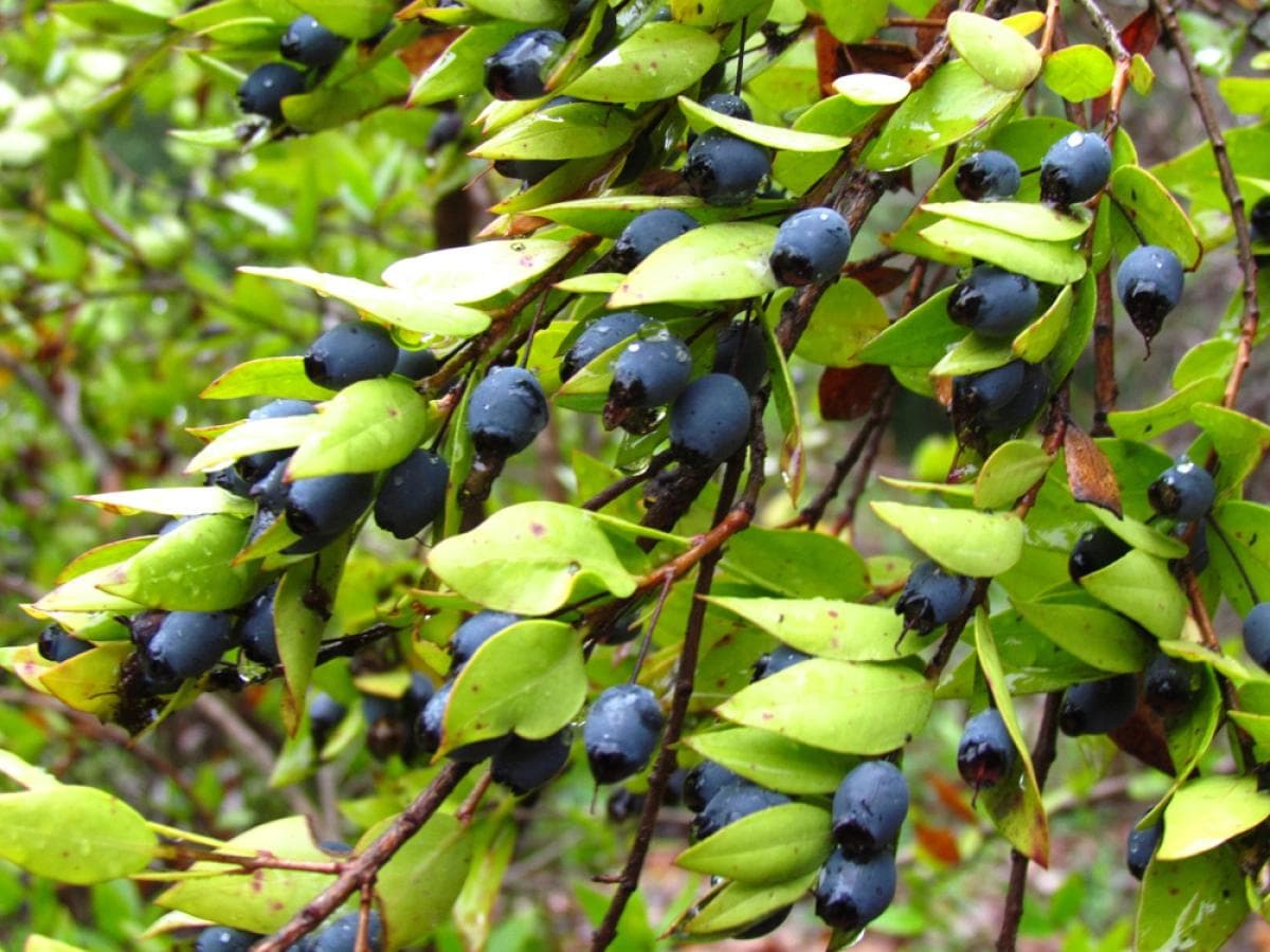 Myrte Commun — Avec son feuillage persistant aromatique, ses fleurs blanches parfumées et ses baies bleu-noir, le Myrte est l'arbuste e