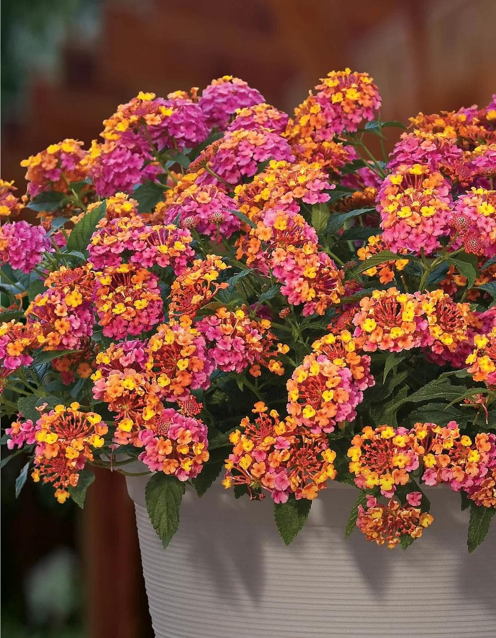 Lantana Camara — Bouquets bicolores virant du jaune à l'orange puis au rouge sur la même ombelle : la Lantana est un feu d'artifice perma