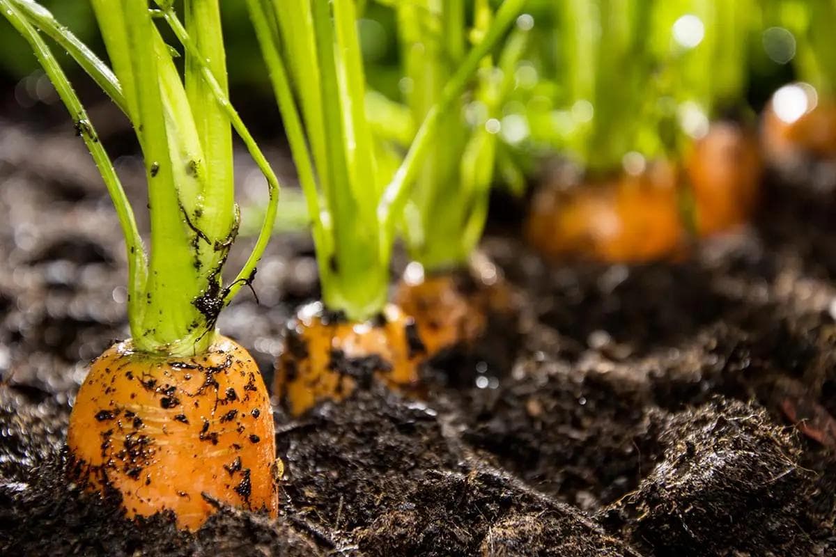 Carotte — Orange only since the seventeenth century: before that, Afghanistan grew it purple. Loose, deep soil makes all the diffe