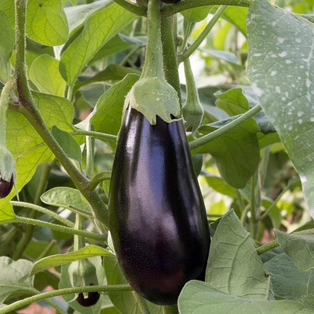 Aubergine — Avec ses fruits violets lustrés et son feuillage ample, l'Aubergine est l'un des légumes les plus généreux et les plus e
