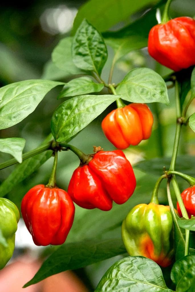 Piment doux — Avec ses fruits charnus verts, rouges ou jaunes, le Piment doux est l'un des légumes les plus productifs et les plus col