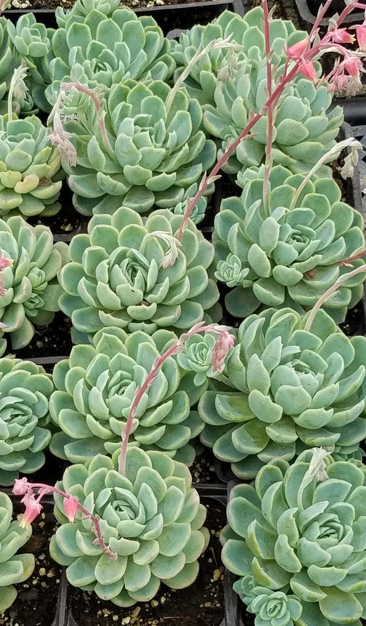 Echeveria Elegans — Avec sa rosette parfaitement géométrique de feuilles bleu-vert nacrées, l'Echeveria est l'une des succulentes les plus g