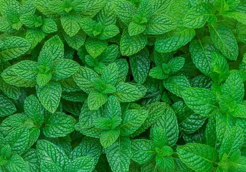 Menthe verte — Avec son feuillage vert vif au parfum frais et pénétrant, la Menthe verte est l'herbe aromatique indissociable du thé et