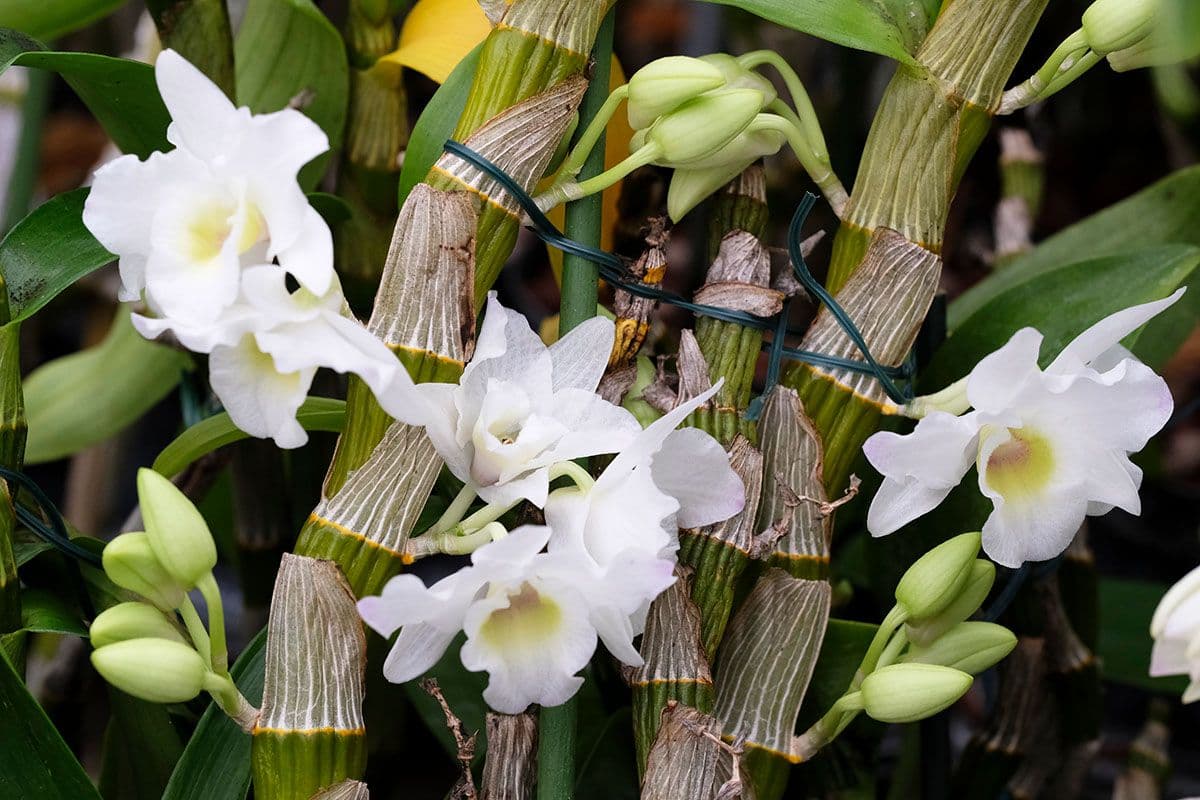 Dendrobium Nobile — Upright canes that flower along their whole length — provided they have been cold and thirsty all winter.