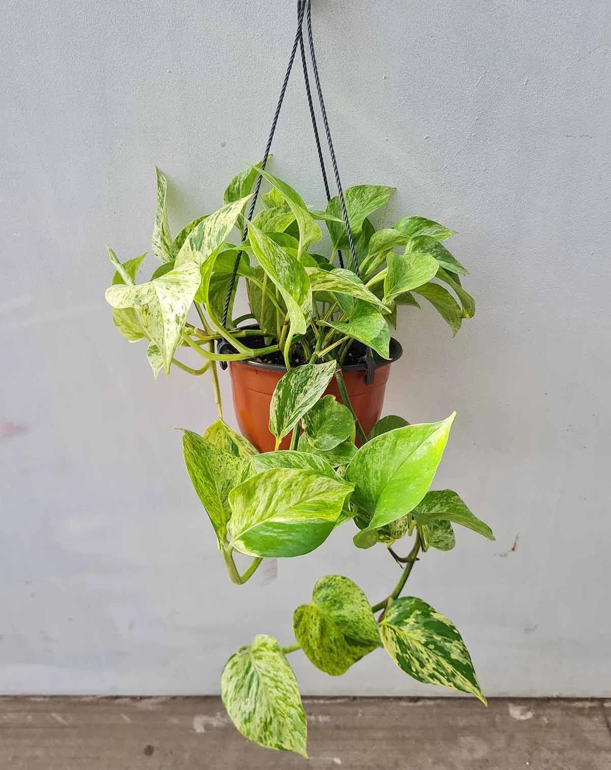 Epipremnum Marble Queen — Cream and green variegation splashed like marble: the Marble Queen is the brightest of indoor vines.