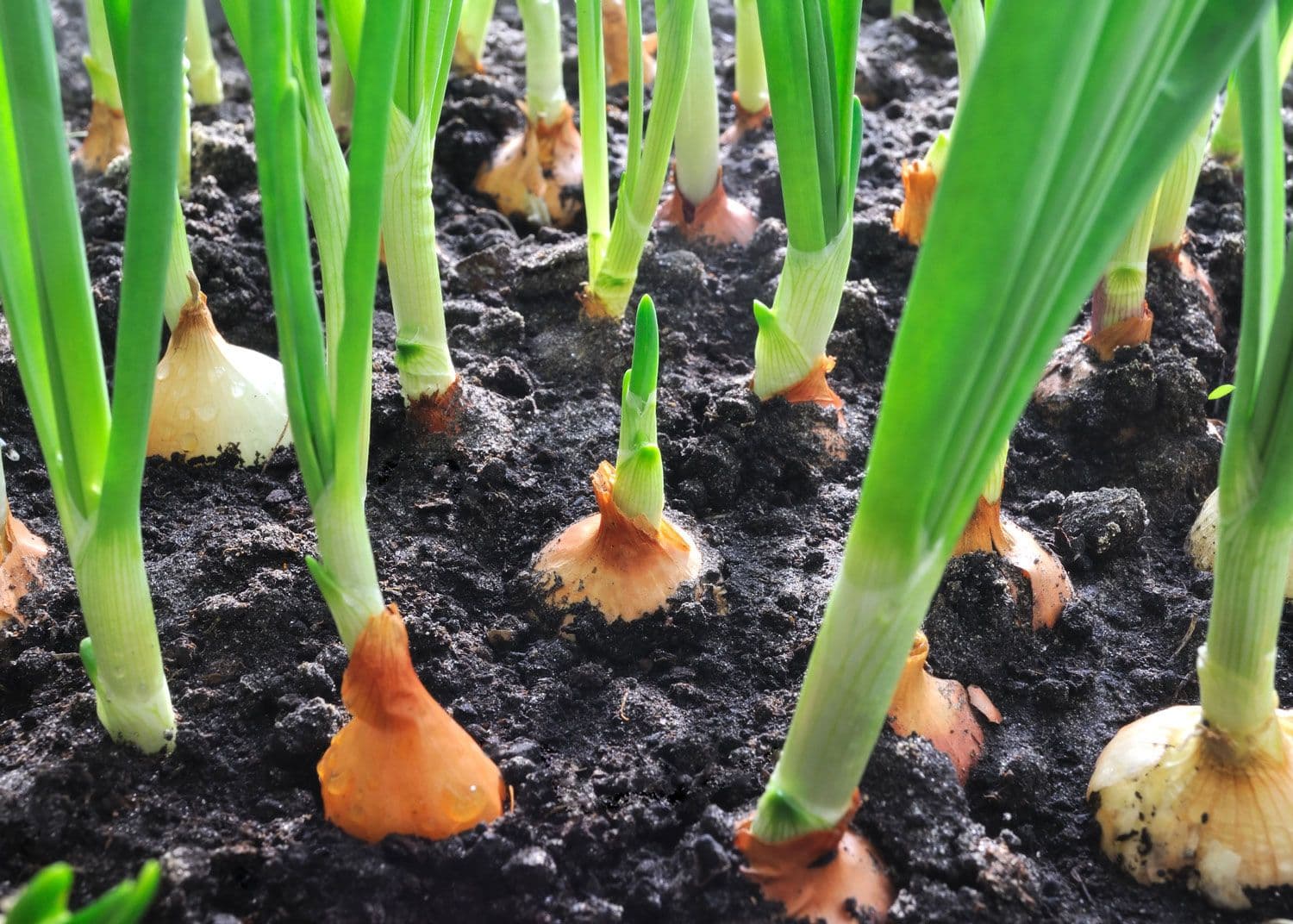 Oignon — Bulbe de garde par excellence : il grossit avec les jours qui rallongent, puis exige un sol sec pour se conserver jusqu'
