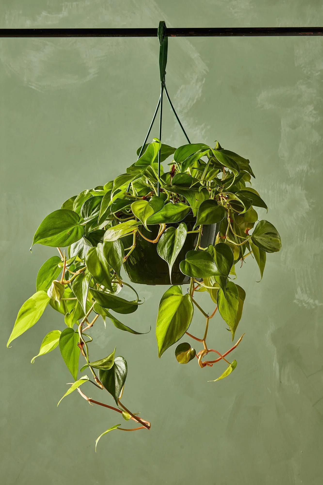Philodendron Brasil — Feuilles en cœur striées d'un vert citron éclatant, comme peintes à la main : le Philodendron Brasil est une cascade sol