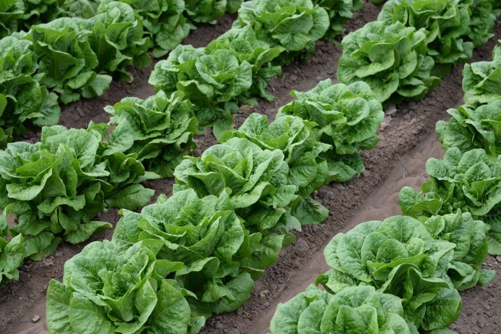 Laitue — Cultivée depuis les pharaons : elle demande de l'eau régulière et de la fraîcheur, sous peine de monter en graine et de