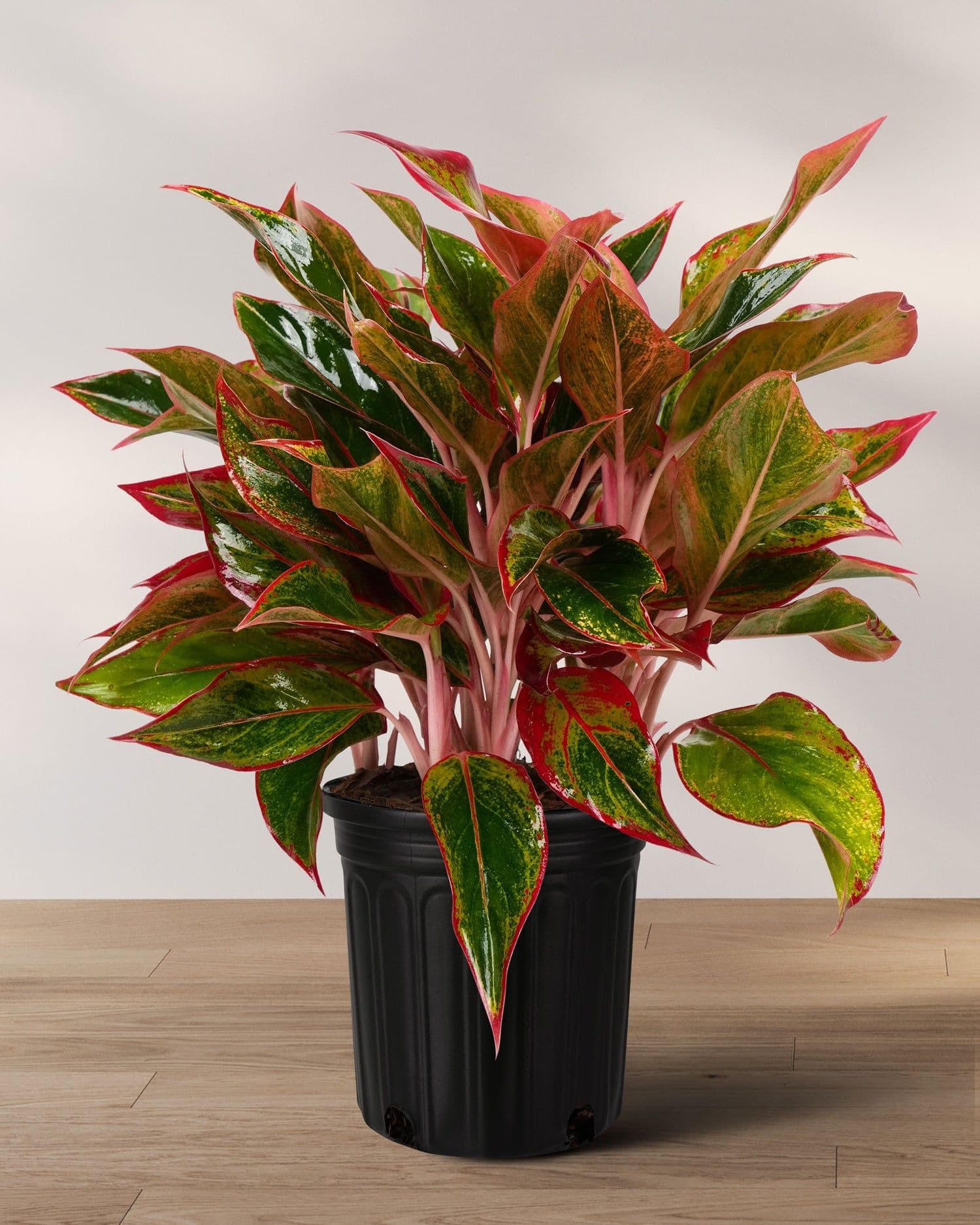 Aglaonéma Red Siam — Des nervures rose framboise sur un feuillage vert sombre : la couleur d'une plante de soleil, la tolérance d'une plante